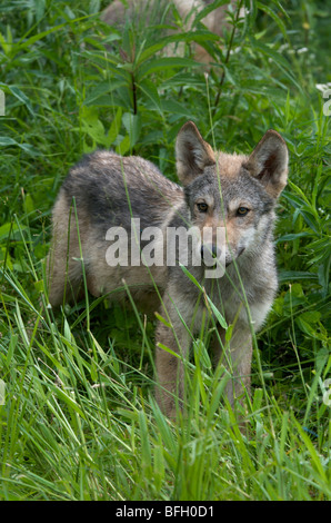 Wolfswelpen (Canus Lupus) in Boundary Waters Kanu Bereich, Minnesota, USA, Nordamerika Stockfoto