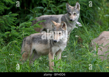 Wolfswelpen (Canus Lupus) in Boundary Waters Kanu Bereich, Minnesota, USA, Nordamerika Stockfoto