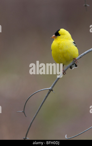 Männliche amerikanische Stieglitz (Zuchtjahr Tristis) auf Ast. Ontario. Kanada. Stockfoto