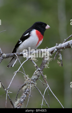 Männliche Rose – Breasted Kernbeißer (Pheucticus sich) auf Ast. Ontario. Kanada. Stockfoto