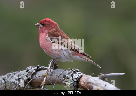 Männlichen violetten Finch (Carpodacus Purpureus) auf Ast. Ontario. Kanada. Stockfoto