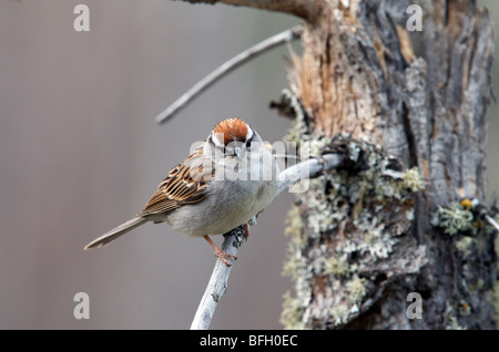 Chipping Sparrow (Spizella Passerina) auf Ast. Ontario. Kanada. Stockfoto