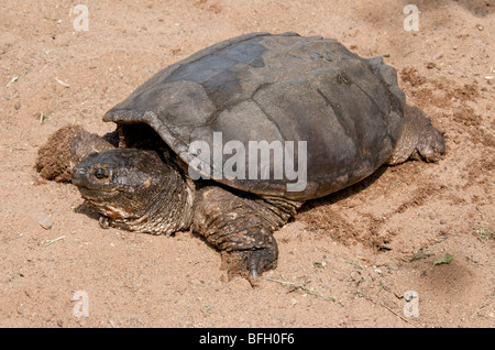 Alligator Schnappschildkröte (Macrochelys Temminckii) ist eines der größten Süßwasser-Schildkröten der Welt. Sandstein, Minnesota Stockfoto