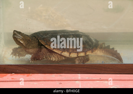 Alligator Schnappschildkröte (Macrochelys Temminckii) Sandstein, Minnesota, North America, U.S.A. Stockfoto