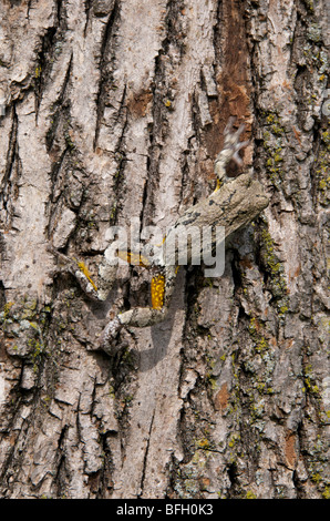 Östliche graue Laubfrosch (Hyla versicolor) ist das Chamäleon der Frosch-Welt. Stockfoto