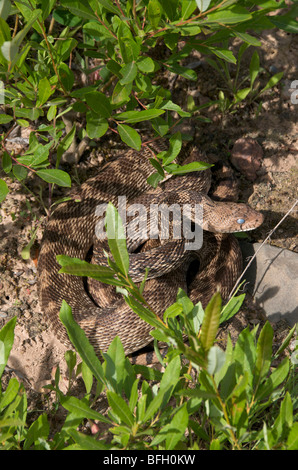 Die Bullsnake (Pituophis Catenifer ehrlich) ist eine große nicht-Colubrid Giftschlange. Stockfoto