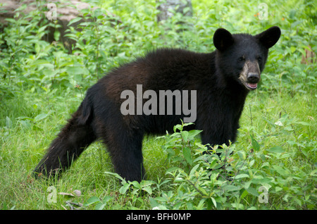 Eine wilde männliche Schwarzbären (Ursus Americanus) in Sleeping Giant Provincial Park, Ontario, Kanada Stockfoto