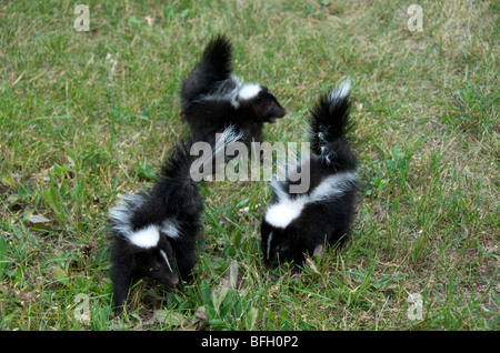 Striped Skunk (Mephitis Mephitis) jungen Schwanz hob in einer Warnung vor dem Sprühen Grand Portage National Monument Minnesota Stockfoto