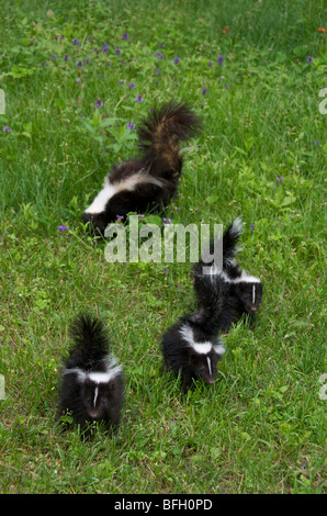 Striped Skunk (Mephitis Mephitis) Mutter und junge mit Schwänzen hob Warnung, Grand Portage National Monument, Minnesota, USA Stockfoto