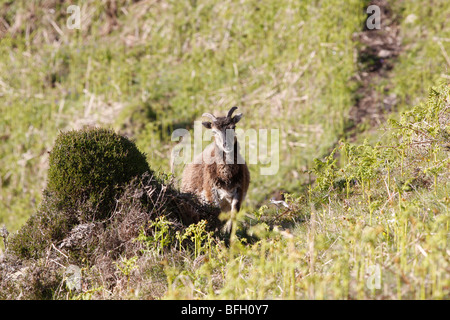 Ein Soay Schaf beobachtet aus sicherer Entfernung auf der Heiligen Insel vor Lamlash, Arran, Schottland. Stockfoto