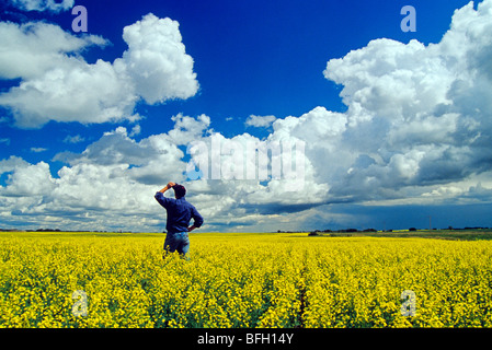 Man blickt auf eine Blüte Bühne Raps Feld mit Cumulus und entwickelnden Gewitterwolken im Hintergrund in der Nähe von Kisbey Saskatch Stockfoto