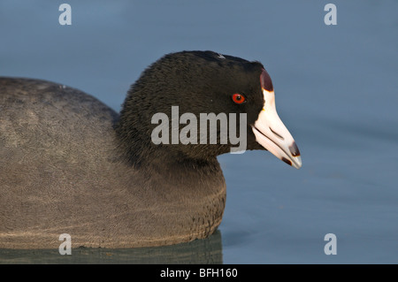 Amerikanisches Blässhuhn (Fulica Americana) Reifel Hütte, in der Nähe von Vancouver, BC, Kanada Stockfoto