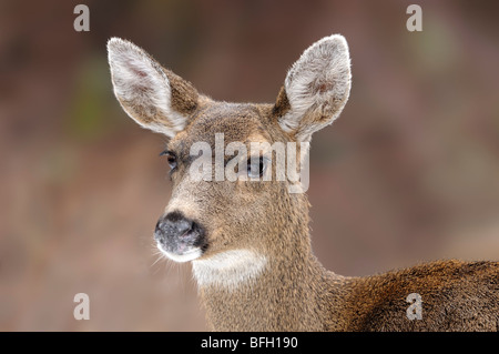 Porträt der Maultierhirsch (Odocoileus Hemionus) Stockfoto