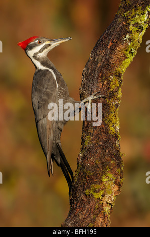 Weibliche Helmspecht (Dryocopus Pileatus) auf Ast Stockfoto