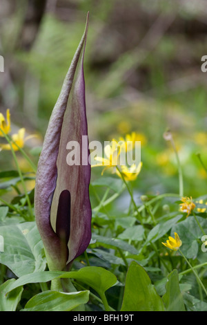 Arum Maculatum - Kuckuck Pint oder Lords und Ladies im Wald Lebensraum wachsen Stockfoto