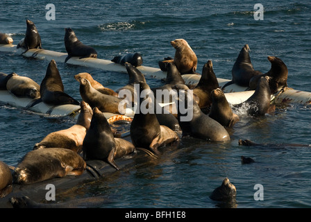 Frühling Hering Spawns locken Seelöwen Fanny Bay auf Vancouver Island, British Columbia, Kanada. Stockfoto