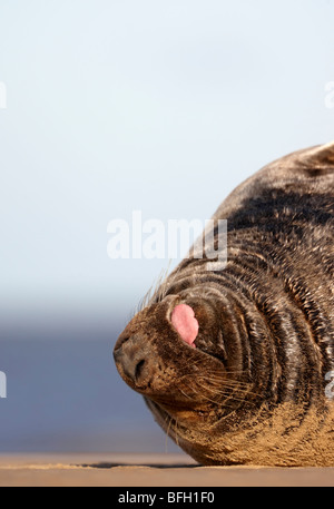 Atlantic Grey Bull Dichtung am Strand in Lincolnshire (Halichoerus Grypus) Stockfoto