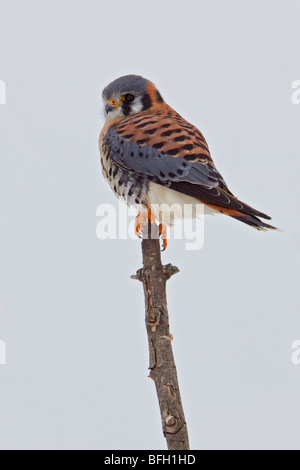 Amerikanische Turmfalke (Falco Sparverius) thront auf einem Ast in Toronto, Ontario, Kanada. Stockfoto