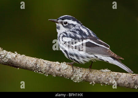 Ein schwarz-weiß-Grasmücke (Mniotilta Varia) thront auf einem Ast in der Carden Alvar in Ontario, Kanada. Stockfoto