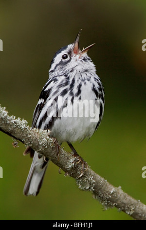 Ein schwarz-weiß-Grasmücke (Mniotilta Varia) thront auf einem Ast in der Carden Alvar in Ontario, Kanada. Stockfoto