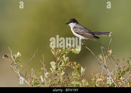 Eine östliche Kingbird (Tyrannus Tyrannus) thront auf einem Ast in der Carden Alvar in Ontario, Kanada. Stockfoto