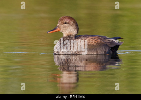 Gadwall (Anas Strepera) schwimmen auf dem Teich in Toronto, Ontario, Kanada. Stockfoto