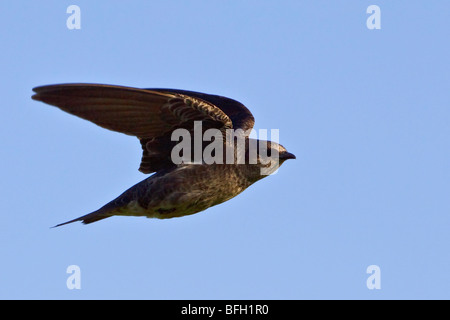 Lila Martin (subis Progne) fliegen und die Jagd nach Insekten in der Nähe von langer Punkt, Ontario, Kanada. Stockfoto