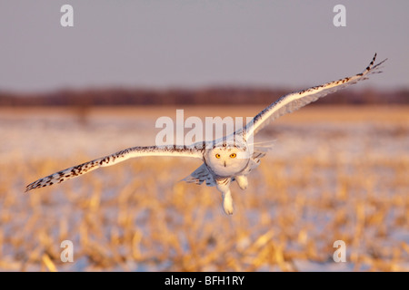 Eine junge weibliche Schnee-Eule (Bubo Scandiacus) Jagd auf Nagetiere in der Nähe von Ottawa, Ontario, Kanada. Stockfoto