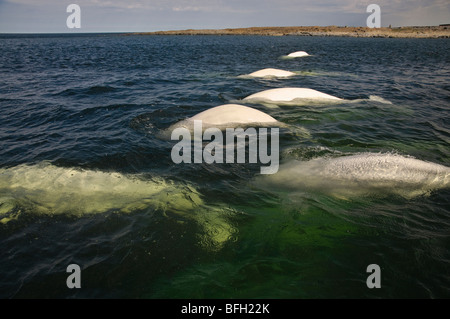 Beluga Wale, Delphinapterus Leucas, im Sommer in der Nähe der Mündung des Churchill River, Hudson Bay, Kanada Stockfoto