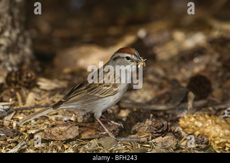 Männliche Chipping-Spatz, Spizella Passerina, Schnabel voller Bugs, füttern die jungen im Nest, Warman, Saskatchewan, Kanada Stockfoto