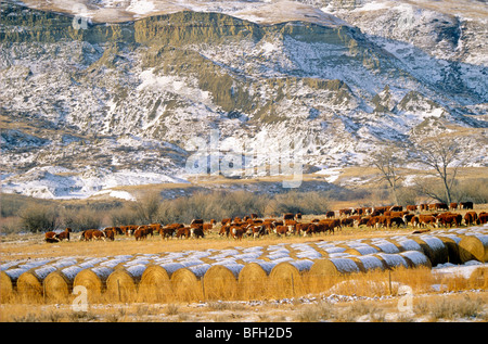 Ranch, Longview, Alberta, Kanada Stockfoto