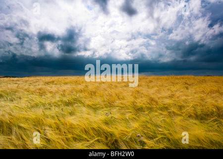 Gewitter über Korn Feld, Ridge Road 221, Alberta, Kanada Stockfoto