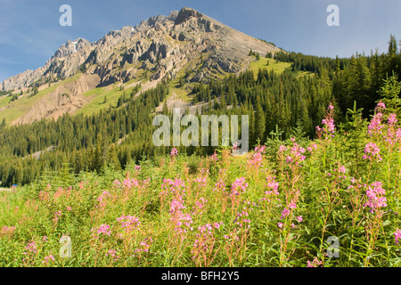 Elbow Pass, Peter Lougheed Provincial Park, Alberta, Kanada Stockfoto