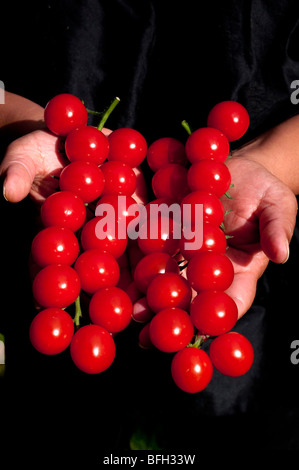 Cherry-Tomaten-Rebe auf Ast Stockfoto