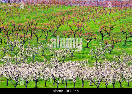 Apfelplantage in voller Blüte, Okanagan Valley, Osoyoos, Britisch-Kolumbien, Kanada Stockfoto