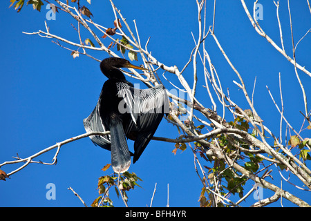 Anhinga in Baum, Chestnut Park, Tarpon Springs, Florida Stockfoto