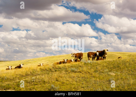 Rinder, Piepot, Saskatchewan, Kanada Stockfoto