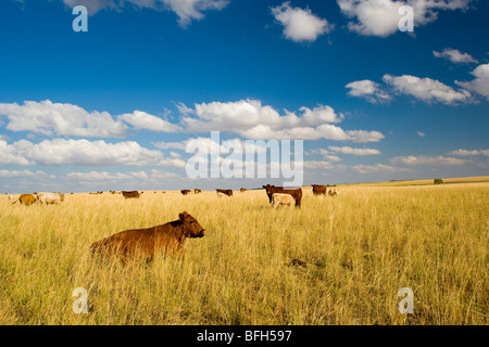 Rinder, Neville, Saskatchewan, Kanada Stockfoto