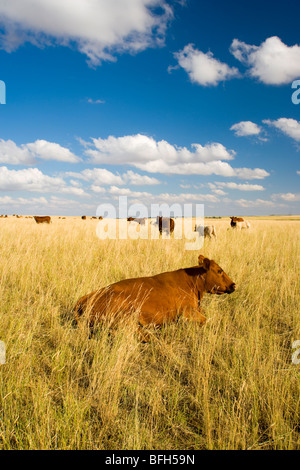 Rinder, Neville, Saskatchewan, Kanada Stockfoto
