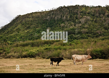 Kuh und Kalb Beweidung in das freie Feld, Provinz La Habana, Kuba. Winterzeit, Trockenrasen. Stockfoto