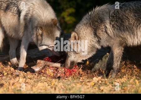 Paar Holz oder graue Wölfe halten über ein totes Reh. Stockfoto