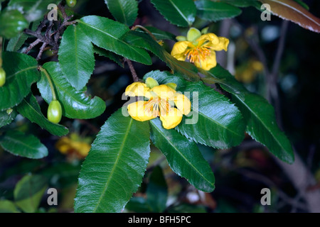 Karneval Bush/kleinblättrige Flugzeug / Large flowered Ochna - Ochna Purpurea - Familie Ochnaceae Stockfoto