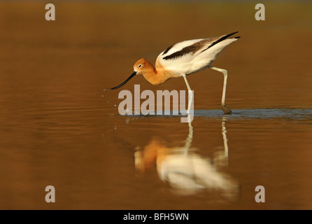 Amerikanische Säbelschnäbler (Recurvirostra Americana) Fütterung in San Joaquin Marsh Orange County, CA, USA Stockfoto