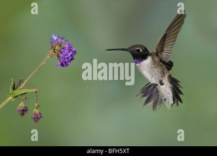 Männliche schwarzer-chinned Kolibri (Archilochos Alexander) in Green Valley, Arizona, USA Stockfoto