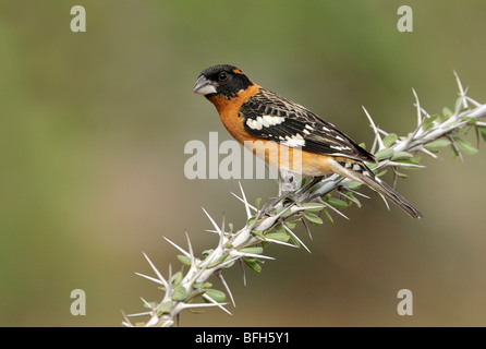 Männliche Black-headed Kernbeißer (Pheucticus Melanocephalus) am Elephant Head Teich, Green Valley, Arizona, USA Stockfoto