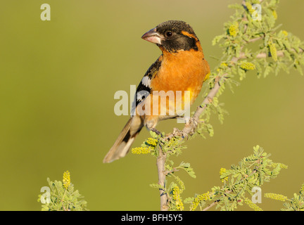 Männliche Black-headed Kernbeißer (Pheucticus Melanocephalus) am Elephant Head Teich, Green Valley, Arizona, USA Stockfoto