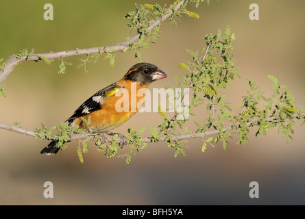 Männliche Black-headed Kernbeißer (Pheucticus Melanocephalus) am Elephant Head Teich, Green Valley, Arizona, USA Stockfoto