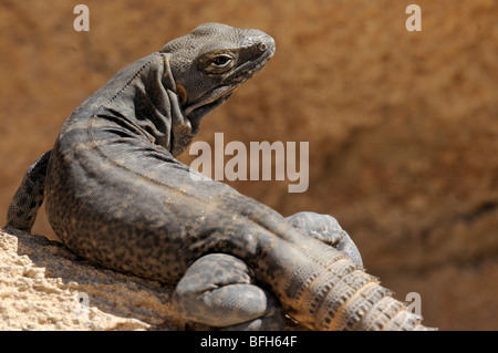 Cape stacheligen-tailed Leguan (Ctenosaura Hemilopha) an das Sonora Desert Museum, Tucson, Arizona, USA Stockfoto