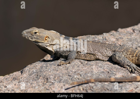 Cape stacheligen-tailed Leguan (Ctenosaura Hemilopha) an das Sonora Desert Museum, Tucson, Arizona, USA Stockfoto