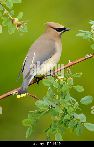 Zeder Seidenschwanz (Bombycilla Cedrorum) auf wild rose Barsch, Victoria, BC, Kanada Stockfoto